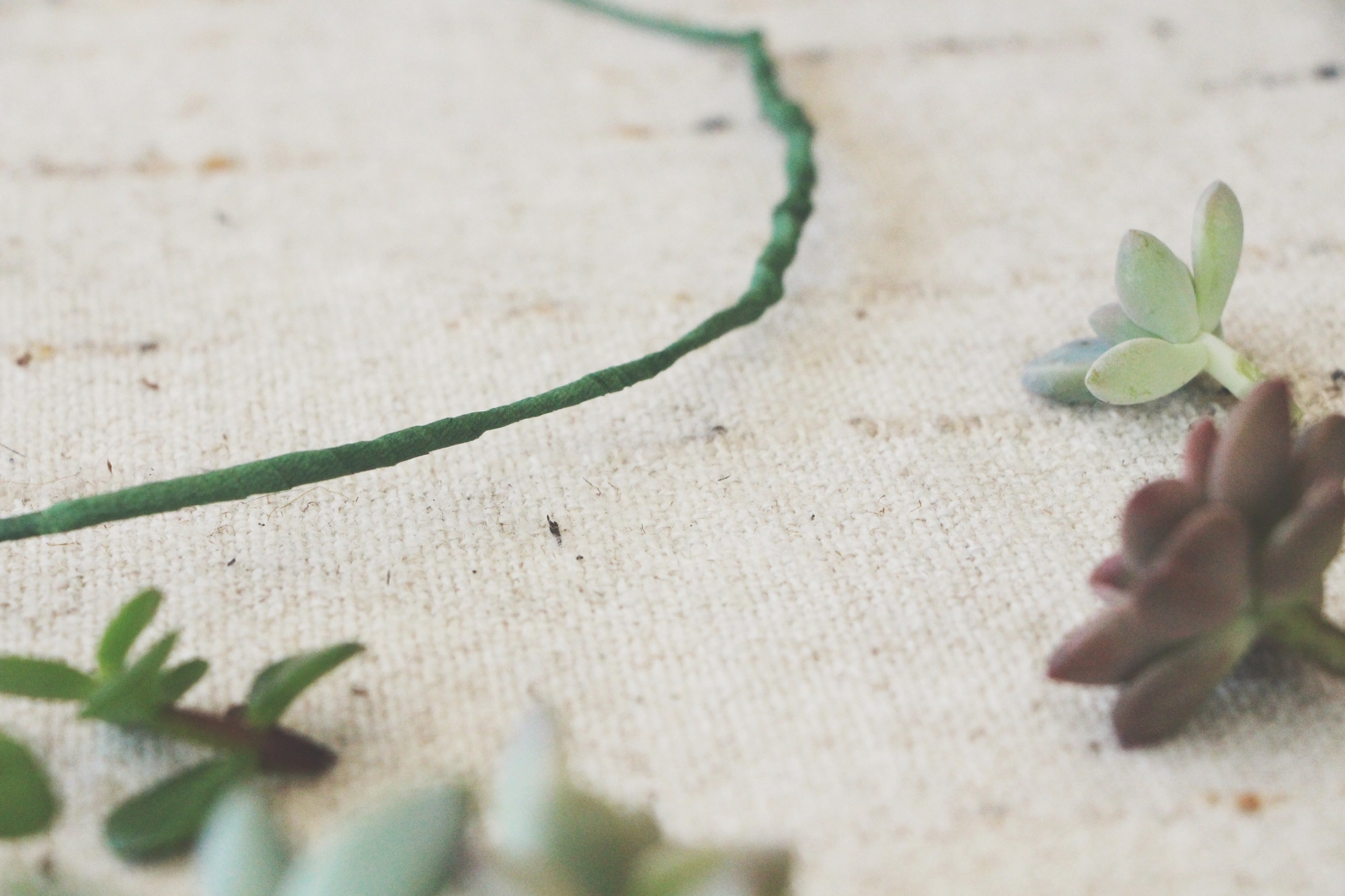 diy succulent crown via needles + leaves